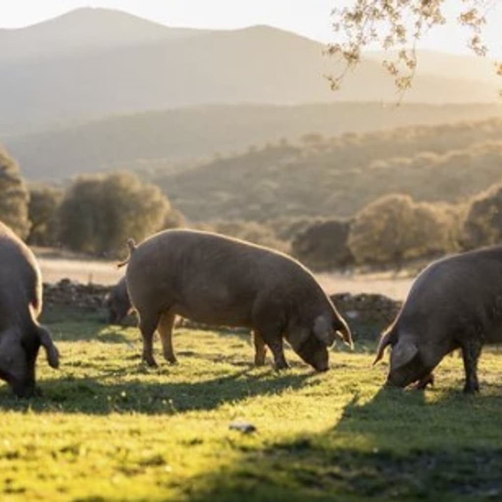 Carn de porc